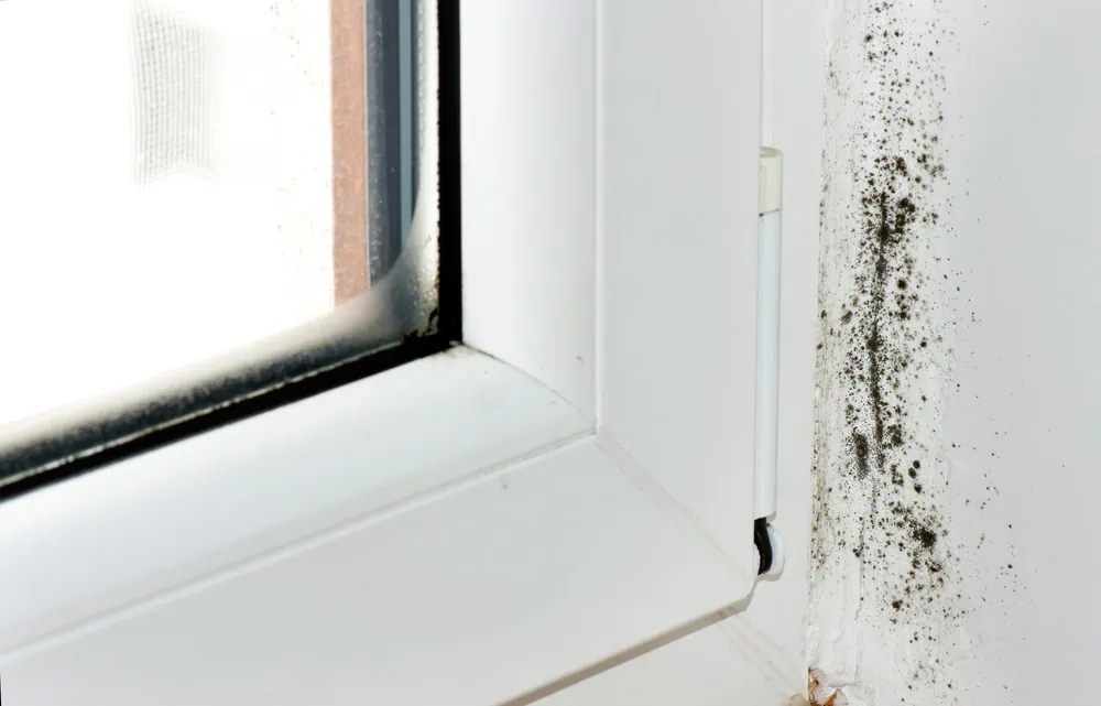 Tips for Treating Mold and Mildew before Your Painting Project